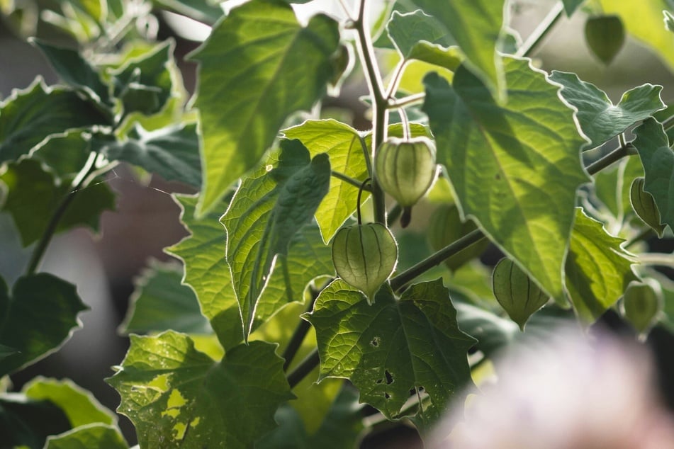 Vor dem Überwintern muss die Physalis zurückgeschnitten werden.