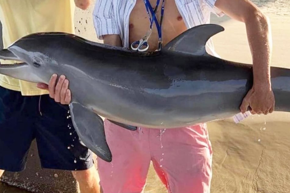 Delfin-Baby wird für Insta-Foto aus Wasser geholt: Jetzt ist es tot!