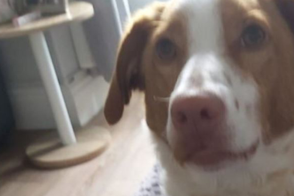 "Ich werde nie aufhören, meinen kleinen Hund schreien zu hören": Frau sieht ihren Vierbeiner grausam sterben