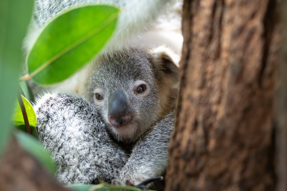 Das Koala-Jungtier Jingeri verstarb vergangene Woche im Stuttgarter Zoo Wilhelma.