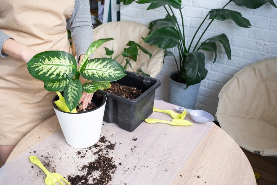 Bei Wurzelfäule muss man die jeweiligen Wurzeln kappen und die Dieffenbachia umtopfen.