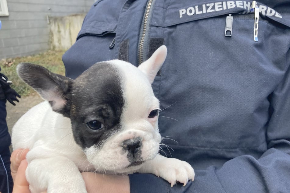 Die nur etwa sechs Wochen alte Bulldogge wurde beschlagnahmt.