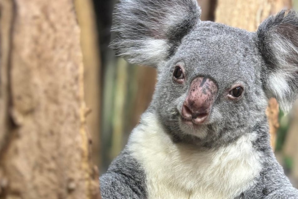 Es will einfach nicht klappen! Koala-Dame Mandie bereitet Leipziger Zoo weiterhin Sorgen