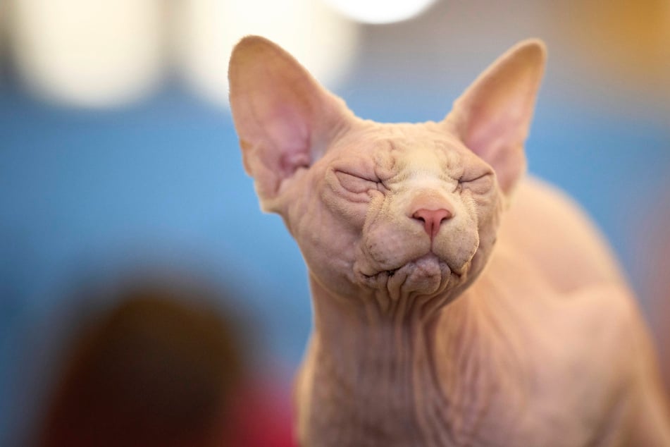 Hobbyzüchterin muss Sphynx-Katzen kastrieren lassen - gegen ihren Willen