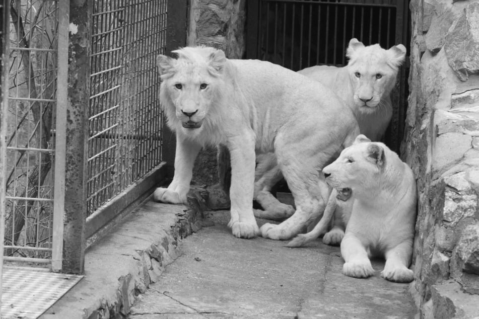 Trauer im Tierpark Gera: Löwe Mufassa gestorben