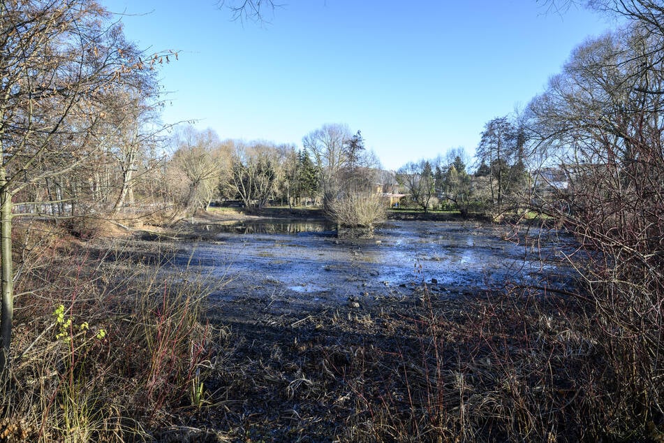 Chemnitz: Chemnitz: Wird dieser Teich endlich wieder schön gemacht?