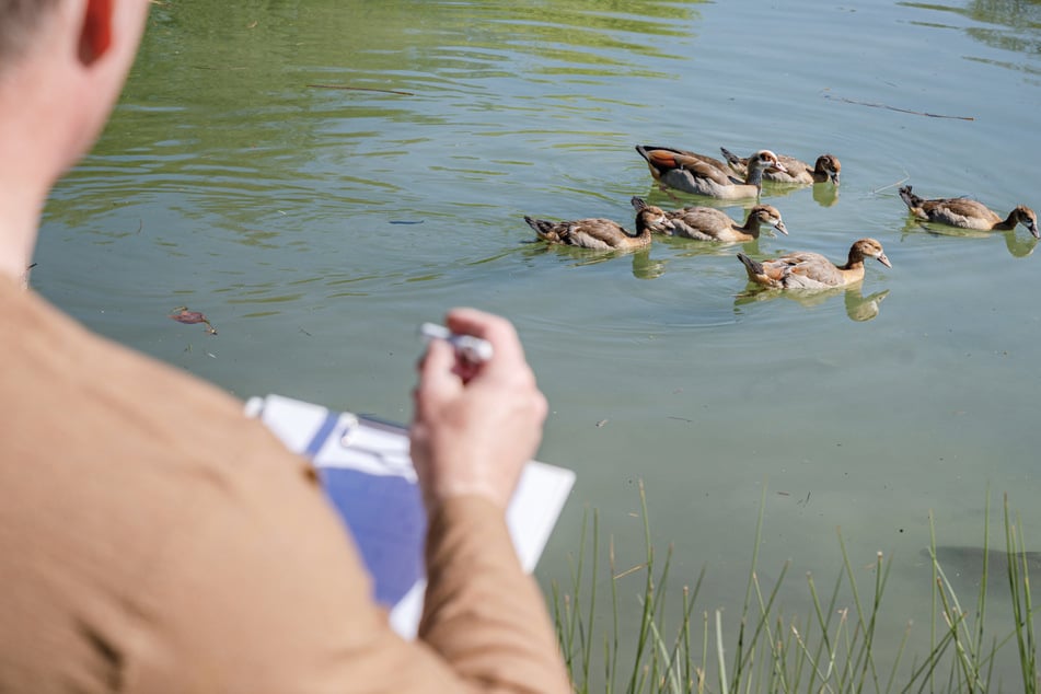 Stadtjäger Christian Schwenk beim Monitoring der Gänsepopulation in Stuttgart.