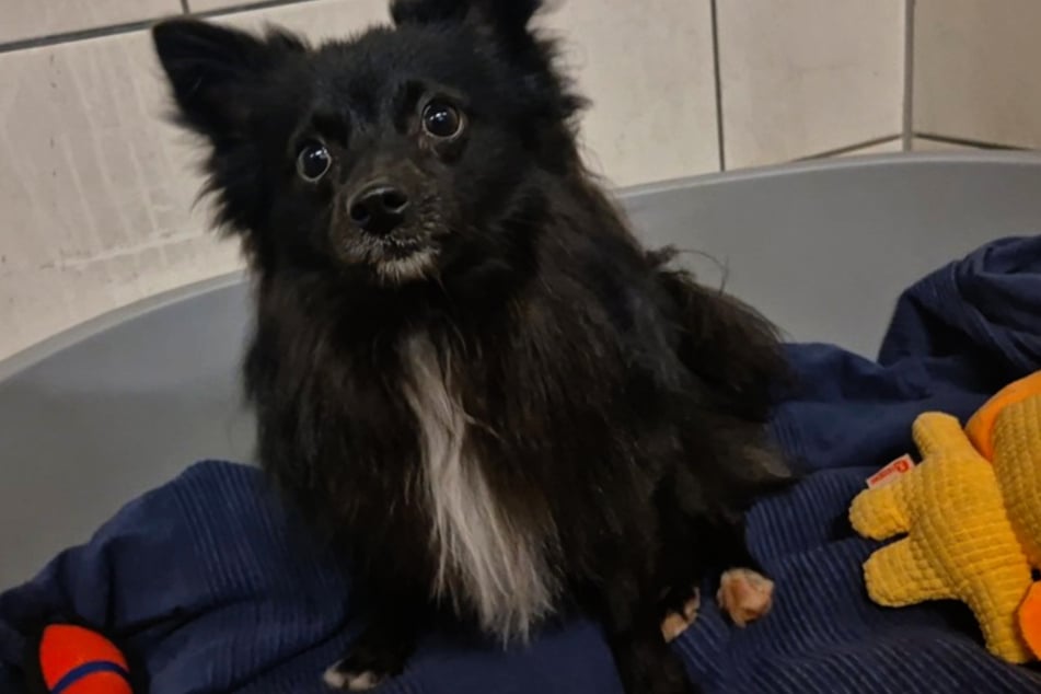 Hector hatte leider keinen guten Start ins Leben und kam aufgrund einer Sicherstellung ins Frankfurter Tierheim.