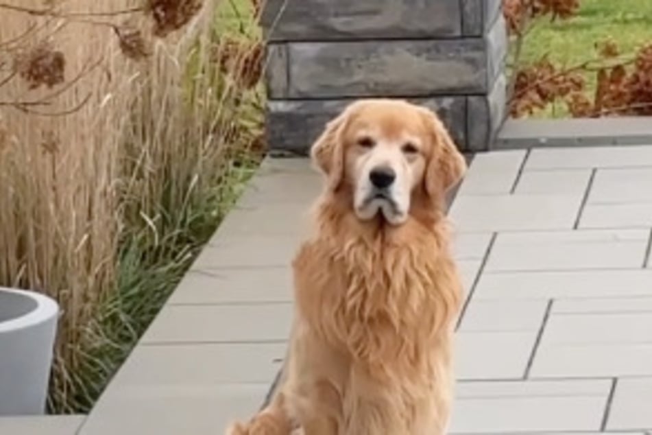 Tucker the golden retriever can't understand why he isn't allowed to splash around in the pool.