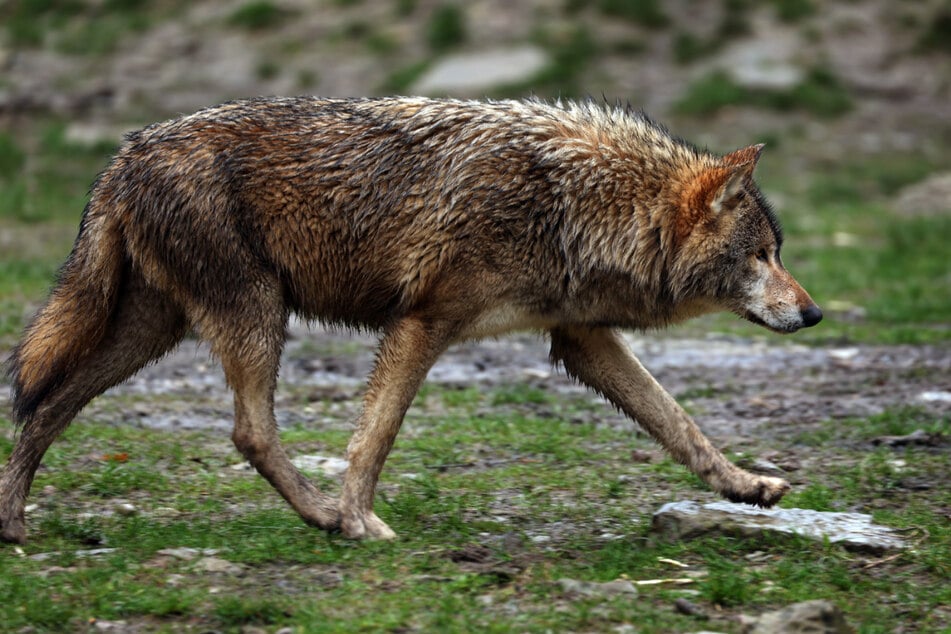 Wer hat Angst vorm bösen Wolf? Der anonyme Spaziergänger offenbar nicht. (Symbolbild)