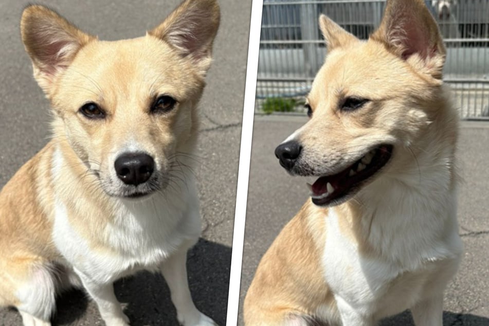 Der etwa ein Jahr alte Pomchi-Spitz-Mix kommt gut mit Artgenossen und Kindern aus.