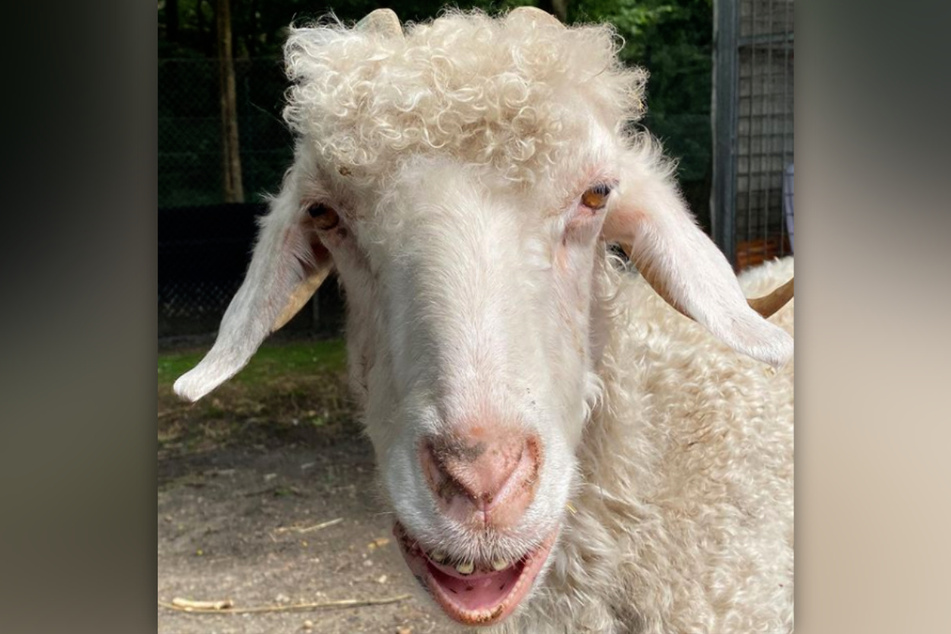 Die Mohair-Ziege Frau Holle aus dem Tierheim Bergheim ist in einem kritischen Zustand.
