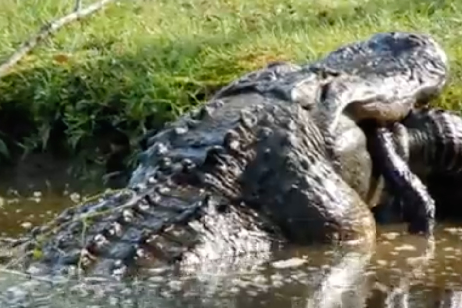 Mann reagiert fassungslos, als er sieht, was dieser Alligator da im Ganzen verspeist!