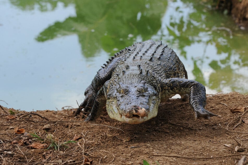 Wildlife rangers in Malaysia made a gruesome discovery in the belly of a killer crocodile.