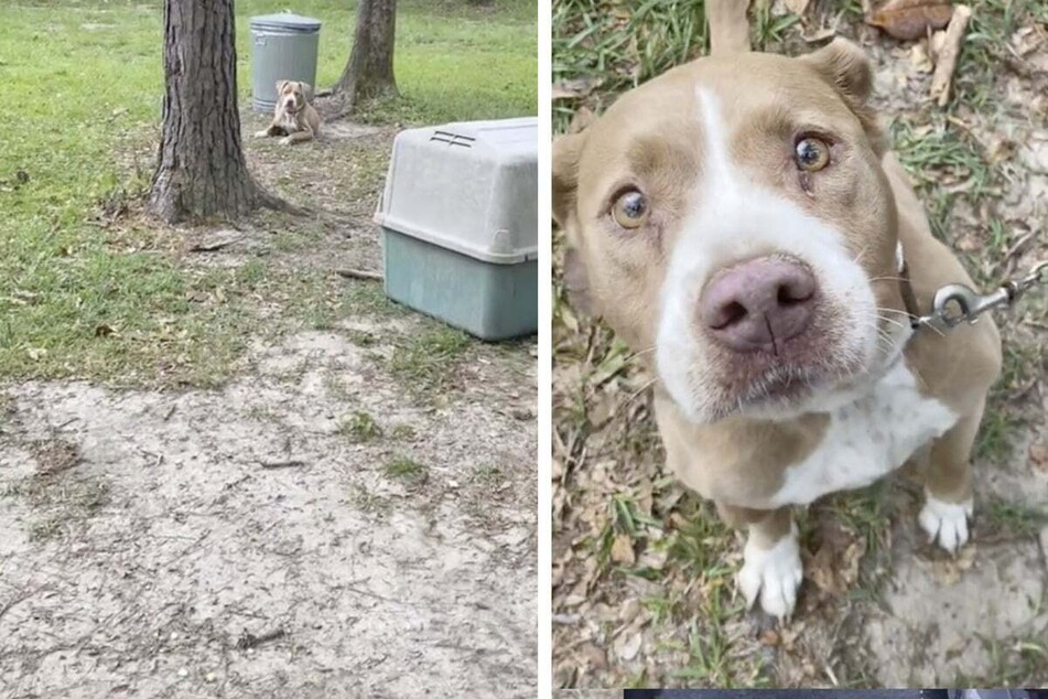 Family discovers abandoned dog tied to tree after buying new home