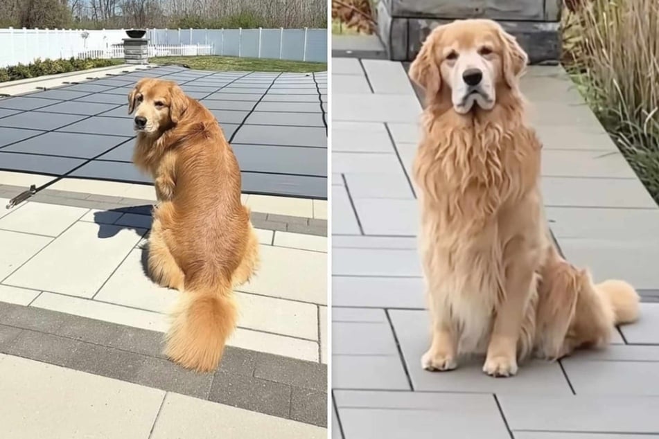 Dog sadly waits for months to go for a swim in the pool – watch him finally get his wish!