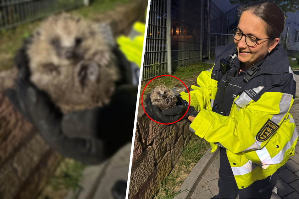 Polizei erwischt diesen kleinen "Einbrecher" direkt an der Revier-Mauer