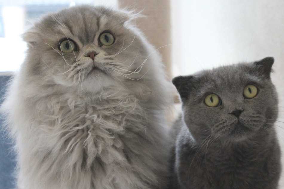 Scottish Fold: Daran erkennst Du diese besondere Katzen-Rasse sofort