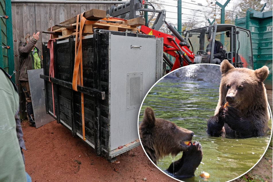 Niedlicher Umzug: Kleine Braunbären verlassen den Tierpark Hexentanzplatz