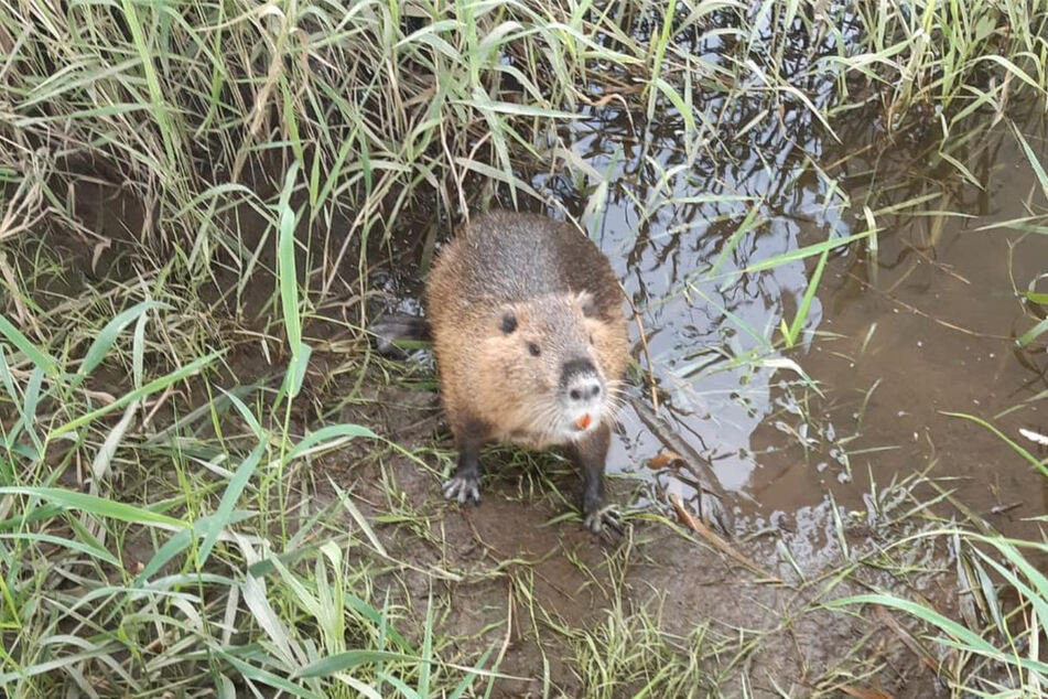 Eine Biberratte hatte sich in einen Grimmaer Gartenteich verirrt.