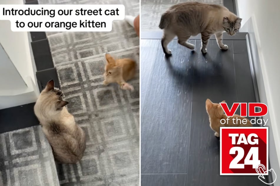 This orange kitten had a hilarious reaction to its new street cat sibling!