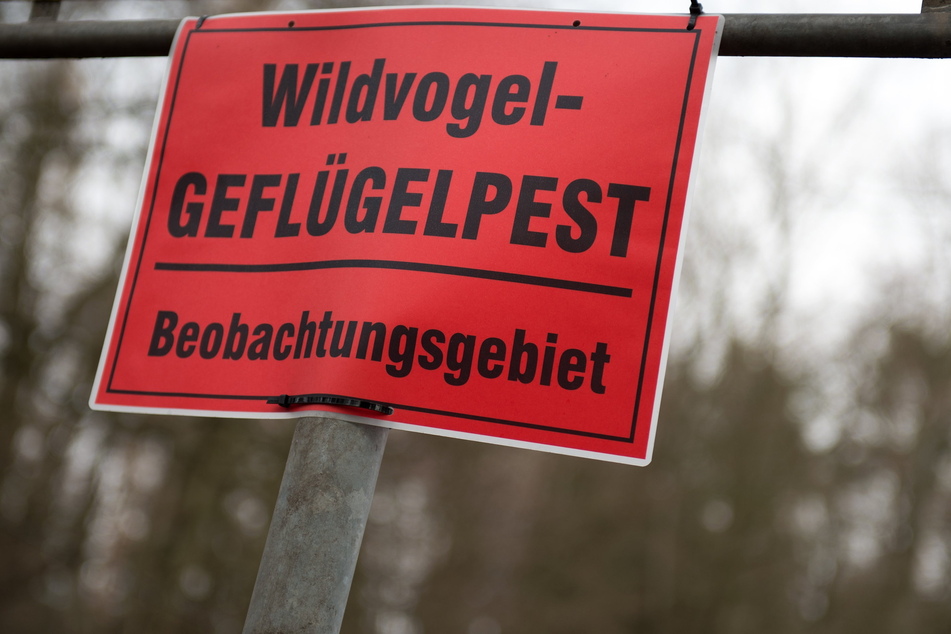 In Teilen von Chemnitz und Mittelsachsen gilt Stallpflicht für Geflügel und gehaltene Vögel.