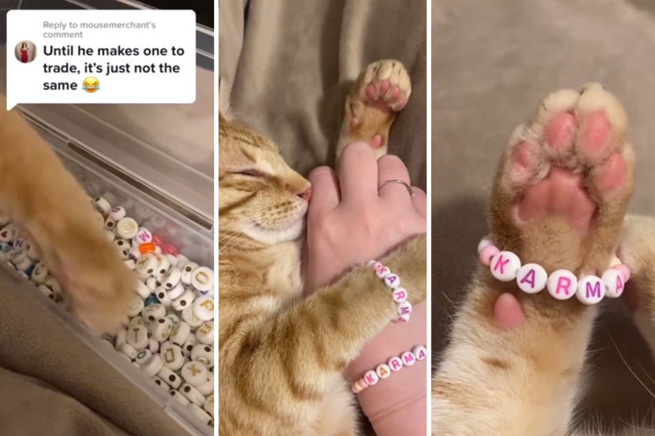 Cat goes viral for getting in on The Eras Tour friendship bracelet trend