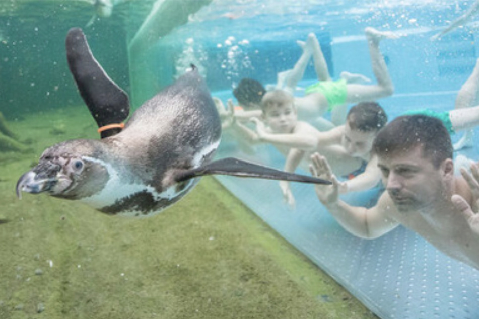 Becken an Becken mit den Humboldt-Pinguinen - wer schwimmt wohl schneller?