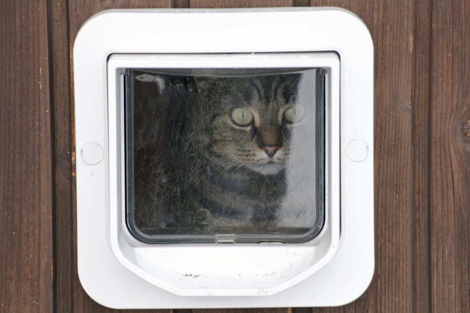 Igor würde sich als passionierter Freigänger sicherlich über eine Katzenklappe freuen. (Symbolbild)