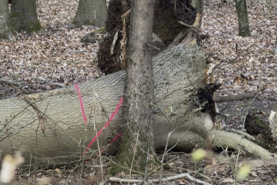 In Schleswig-Holstein erschlug ein umgestürzter Baum am Ostersonntag drei Menschen. Eine weitere Person wurde schwer verletzt.