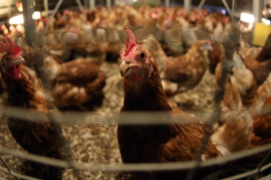 In Deutschland wird viel Fleisch konsumiert, was PETA nach gar nicht notwendig ist.