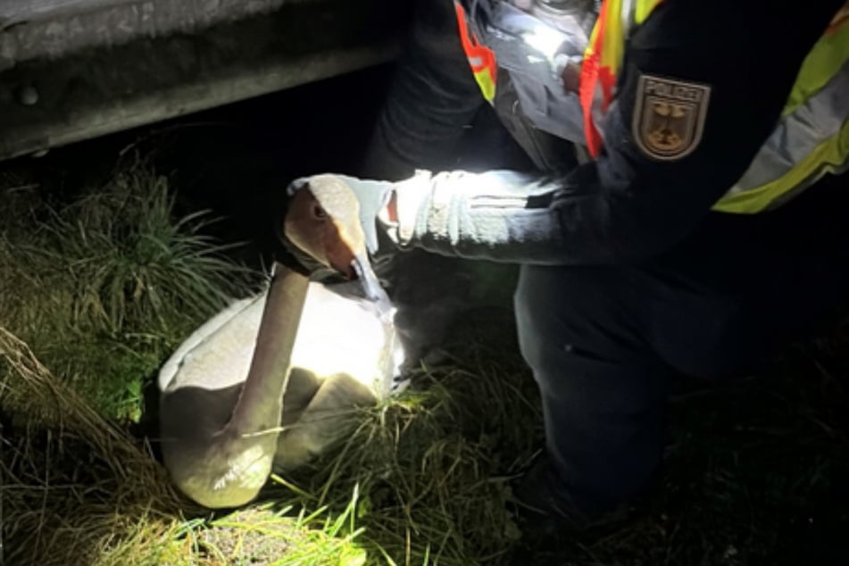 Los policías rescataron al cisne herido de su apuro.