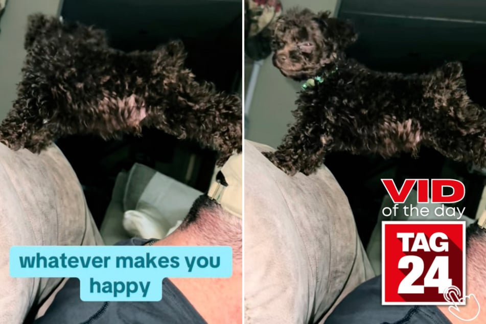 Today's Viral Video of the Day features a tiny toy poodle that stole the show on TikTok with his hilariously awkward pose.