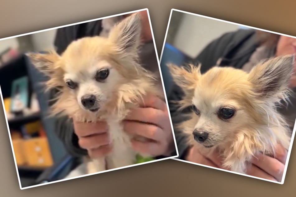 Senior Nico aus dem Tierheim Bergheim hofft jetzt auf ein liebevolles Zuhause bei ruhigen Menschen, die ihm viel Zeit und Zuwendung schenken.