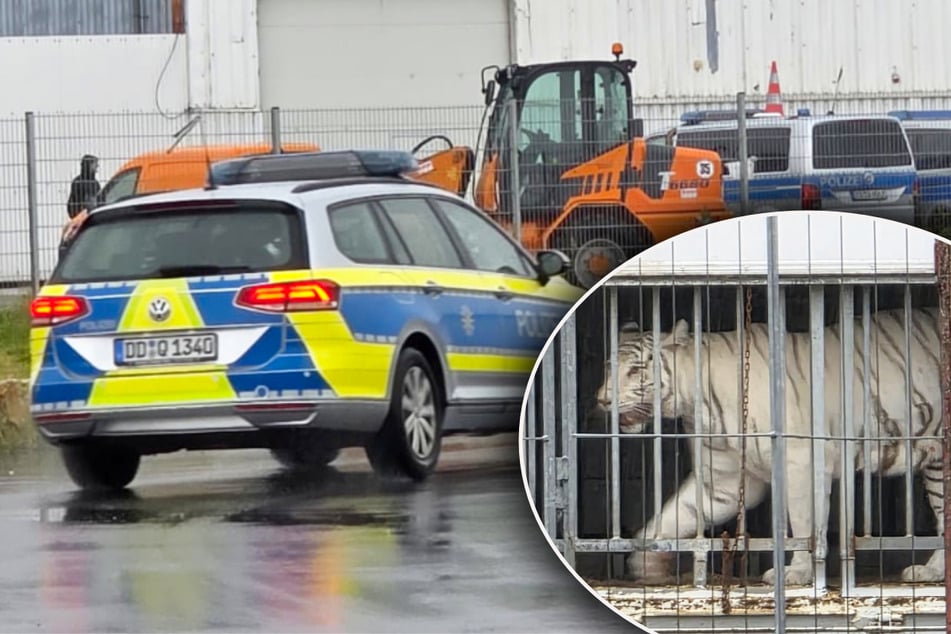 Leipzig: Polizei und Veterinäramt im Großeinsatz bei Leipziger Tiger-Queen!