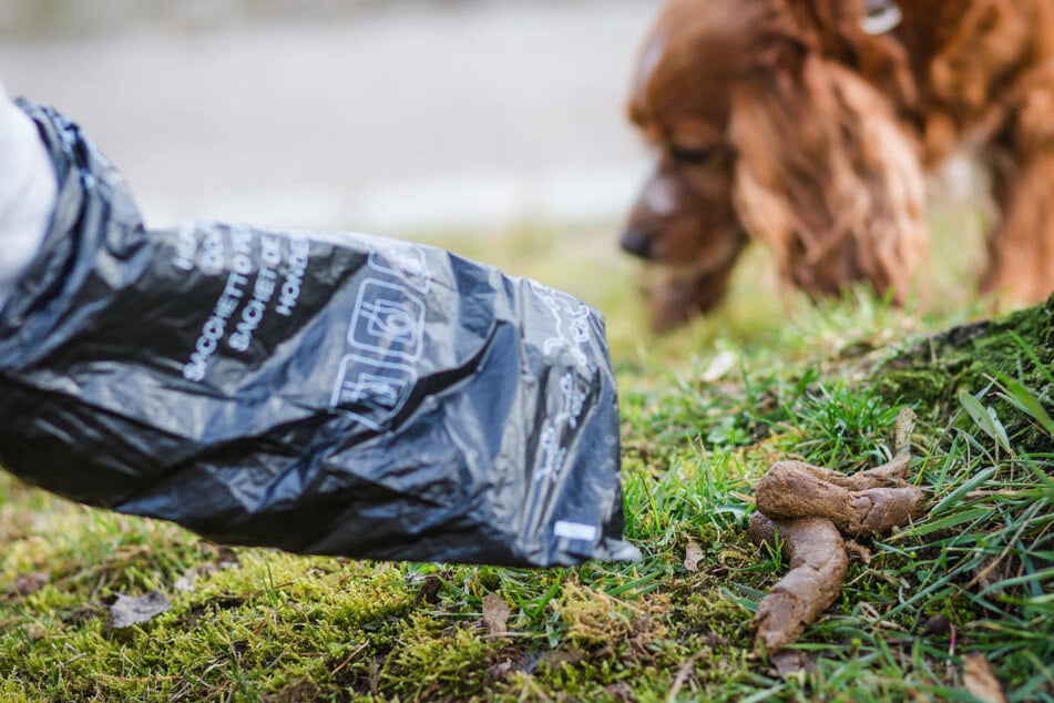 Weil ein Hundebesitzer in Berlin-Marzahn keine Lust hatte, den Haufen seines Vierbeiners zu beseitigen, ist es zu einer handfesten Auseinandersetzung mit einem Mitarbeiter des Ordnungsamtes gekommen. (Symbolfoto)