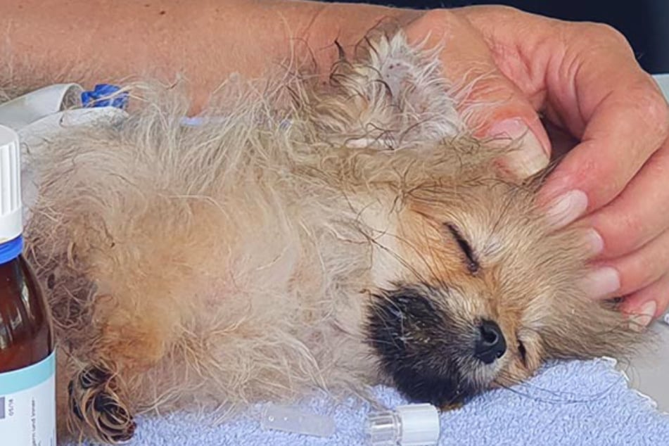 Hundewelpe verdurstet fast, doch die Rettung naht