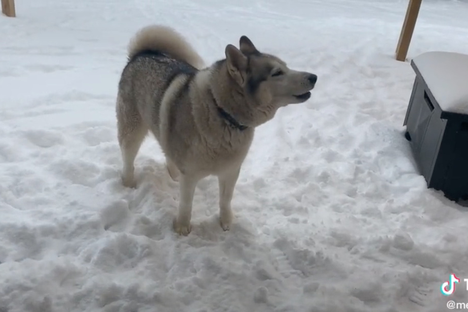 "No," the husky howls as his owner motions for him to come inside.