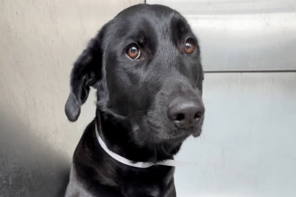 Mila ließ die Ohren hängen und blickte traurig drein, als sie in ihren Zwinger gesperrt wurde.