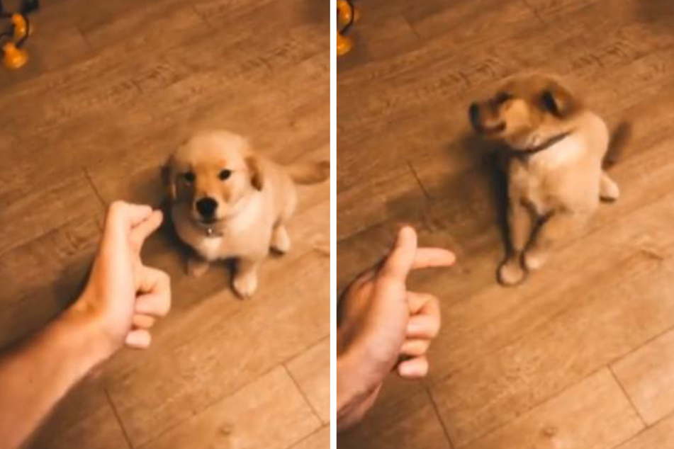 One dog's dramatic acting skills have social media users in tears!