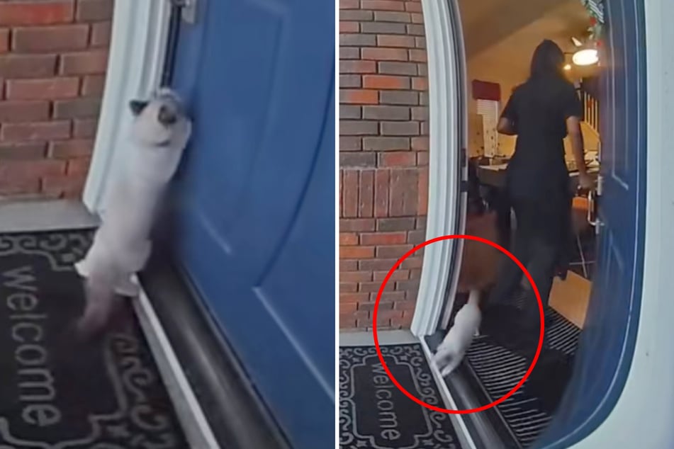 Kaum ist Kater S’mores draußen, will er auch schon wieder rein. Dabei war er seiner Besitzerin Amber Nicole Blu geschickt entwischt.