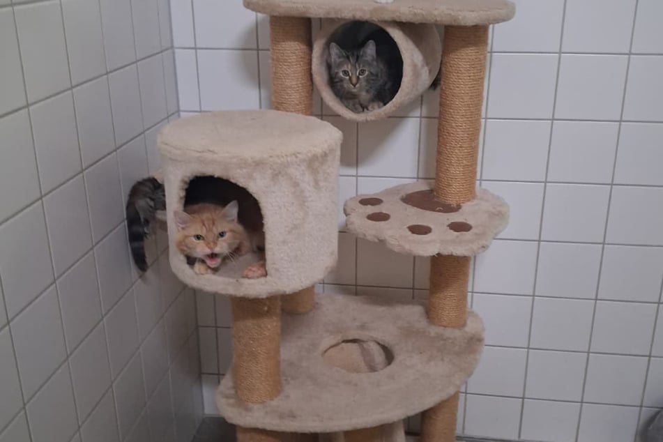 Das Katzenmädchen faucht, wenn sie sich bedrängt fühlt.