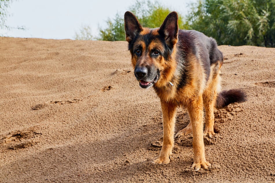 Healthy dog digs himself out of a deep hole after being buried alive