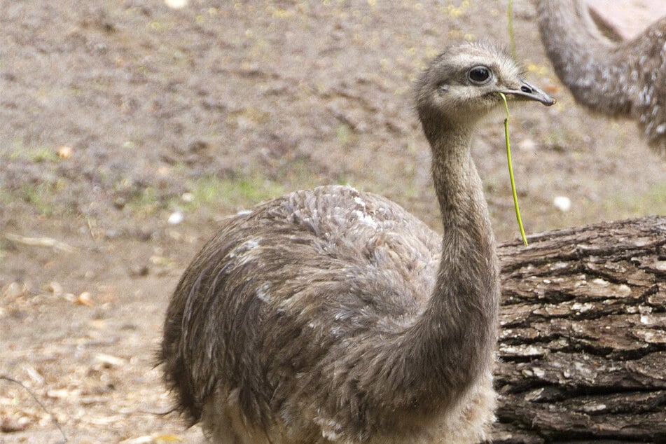 Nandu-Küken im Zoo Leipzig plötzlich Einzelkind: "Eins hat es nicht geschafft"