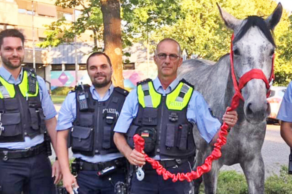 Köln: Autobahnpolizei muss Pferd "abschleppen"