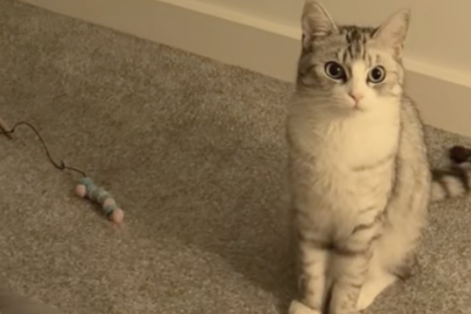 Cat has sweet "solution" after she sees her mom crying: "i'm here to save u momma dont worry!"