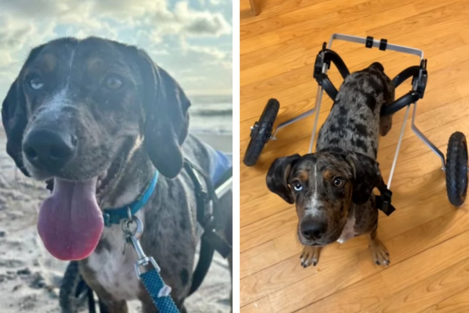 Benji the dog was able to overcome his disability thanks to a wheelchair.