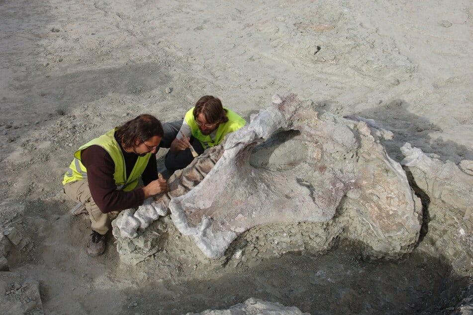 Forscher haben an der spanischen Fundstätte Lo Hueco eine neue Dino-Art entdeckt.