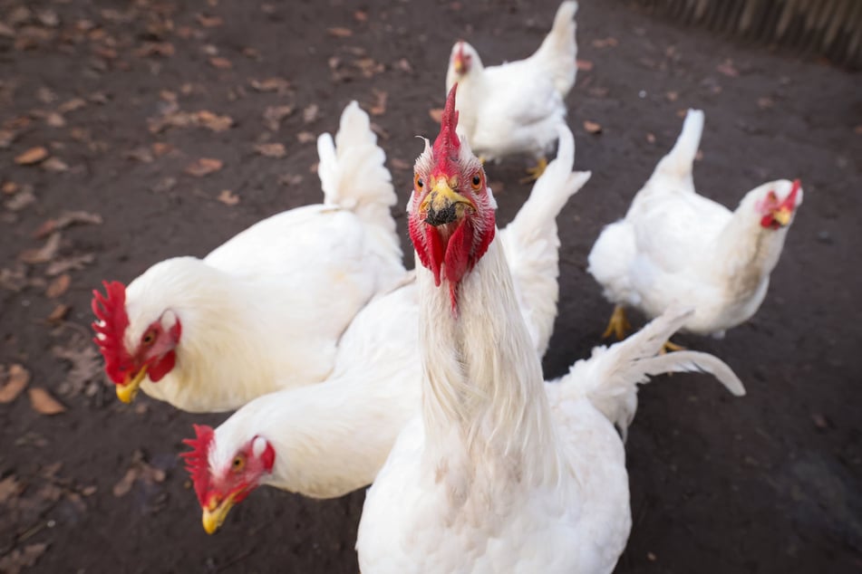 Eine Tierärztin hat die Tiere zufällig im Wald gefunden. (Symbolbild)