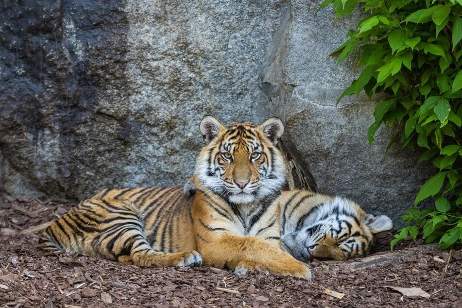 Luise und Lotte gehören zu den seltenen Sumatra-Tigern.